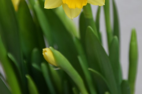 水仙花的传说(神秘美丽——水仙花的传说)