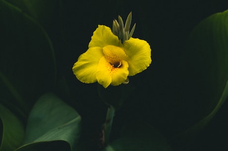 麻花腾(麻花腾：中国喜剧界的天才艺术家)