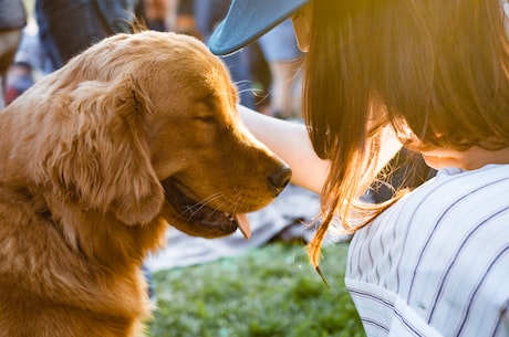 阿拉斯加犬性格(了解阿拉斯加犬性格，让你更懂爱犬)