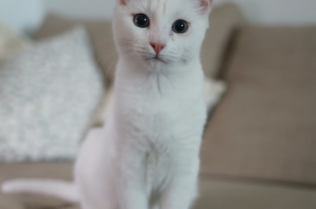 猫属(猫属多种类介绍，你知道几种？)