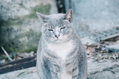 御猫展昭(传说中的御猫展昭：一个讲述清朝历史的神秘故事)