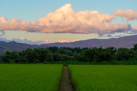 关山牧场(关山牧场：中国草原上的芬芳绿洲)