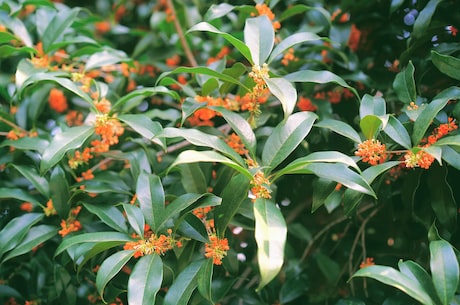 桂花几月开花(桂花什么时候开放？看完这篇文章你就知道啦！)