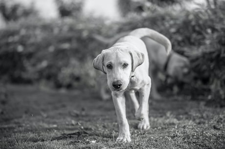 萌犬好声音(首届《萌犬好声音》，即将开启萌宠新时代)