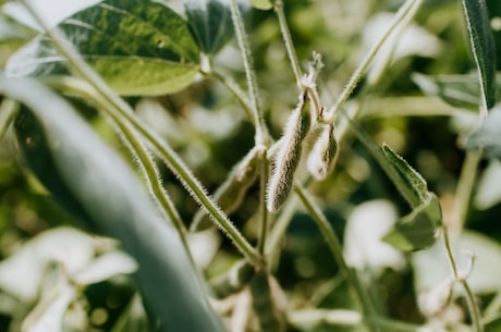 吃什么补雌激素最快(吃什么补雌激素最快：10种雌激素丰胸食物盘点)