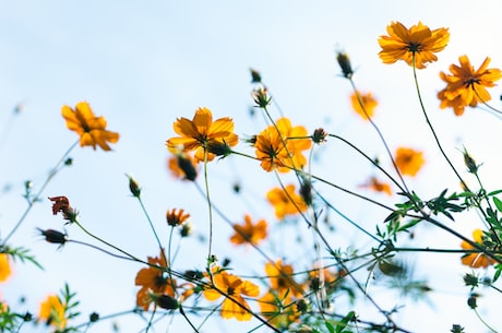 芙兰朵露(芙兰朵露：全球最畅销的口红真的这么好用吗？)