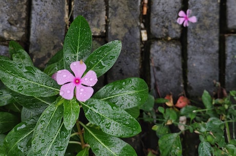 花灯戏(赏花灯戏，体验中华文化精髓)