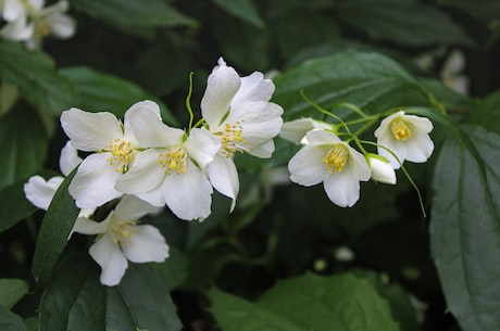 风车茉莉(风车茉莉：美丽迷人，芳香四溢)