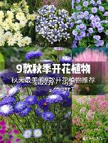 秋天有什么花，秋天有什么花?赏花指南来了