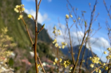 五台山天气(五台山天气实时预告)