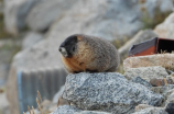 marmot(让你快速认识马蜂鼠鼠——马尔蒙特（Marmot）)