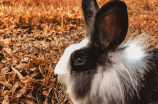 兔的部首：兔头怎么写？