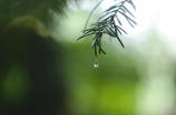 小雨照片，让你感受纷歧样的雨天